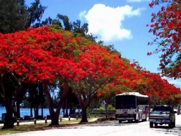火焰树，花如星星之火燎于翠叶的树种
