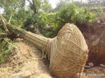 大树苗木移植的注意事项