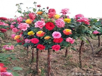 一棵树状月季，多色花朵，养在庭院里真漂亮