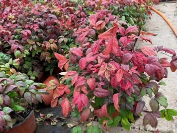 2022年Q1季度畅销苗木