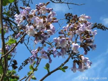 泡桐如何种植管理及防治病虫害