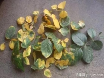 大花月季叶子发黄怎么办？月季叶子发黄的原因