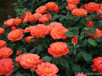 盆栽大花月季苗烂根如何判断？