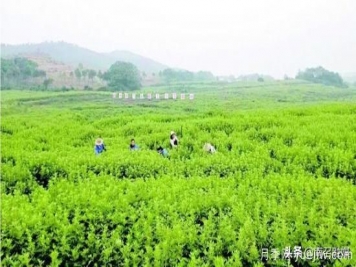 南召以艾草为媒 拓宽致富新路子