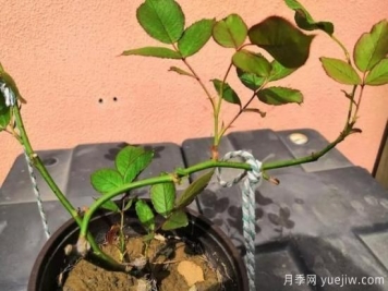 月季花苗压枝怎么做