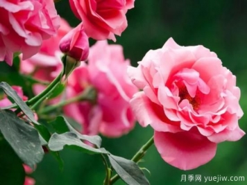 月季和玫瑰如何区分？图解科普很详细