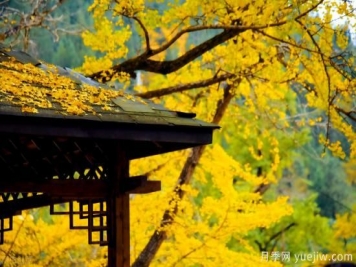 适合孤植的几种苗木推荐
