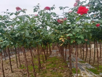 月季花冬剪很有必要，这样做来年开花量翻倍