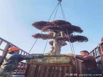 南阳溧河乡引进苗木基地 助力乡村振兴