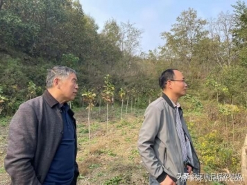 南阳南召：“娘娘玉兰”苗木开出致富花