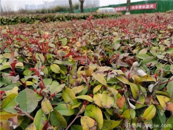 园林植物怎么合理用好防冻液？