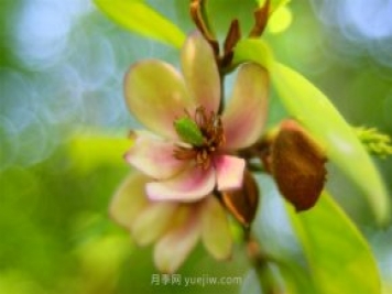 好听又有深意的植物名有哪些