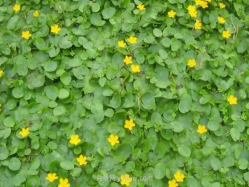 城市河道治理中常用的浮叶植物
