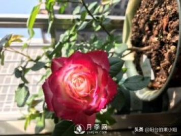 八种小白花友也能驾驭的月季品种