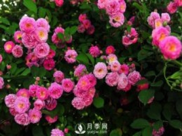选好这些藤本月季品种 许你一个浪漫月季花墙