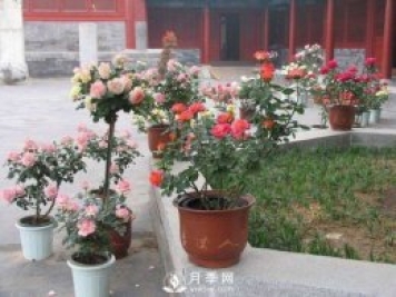 养护月季加点鱼肥，让月季猛爆花苞不停！