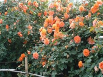 并不是所有复合肥都适合月季！氮磷钾复合肥使用方法