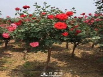 月季病虫害知多少！