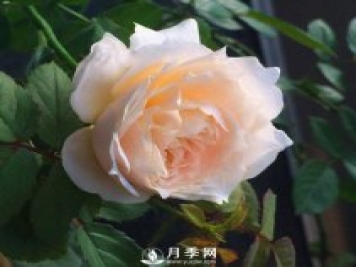 白桃冻糕月季是非常受欢迎的切花月季品种