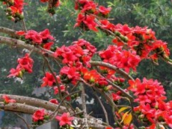 乔木灌木区别及常见乔木灌木名字