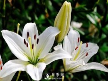 百合花怎么养 百合花盆栽的养殖方法
