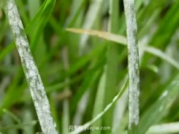 春季园林苗木常发的六大病害和防治方法