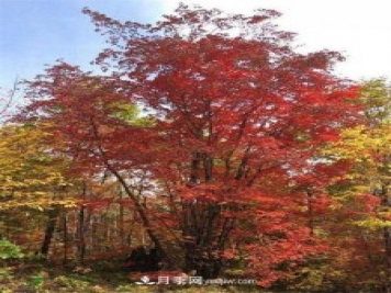 五角枫简介及形态特征