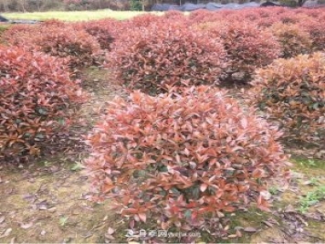 苗木病虫害的原因及防治措施