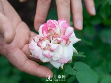 月季花后修剪怎么做？这样做才能开爆