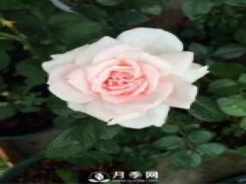 给邻居“半截塑料瓶”，2周后，她给我10盆“月季花”，