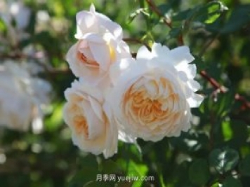 藤本月季凭一己之力撑起了整个花园的颜值，简直太美了