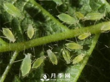 月季天敌：各种小虫子 防治小攻略