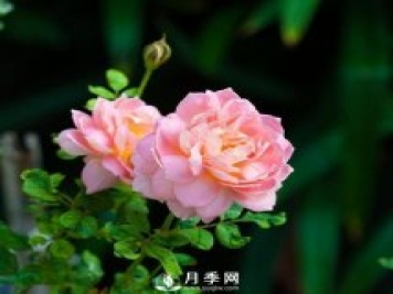 这些清新的月季花送给你