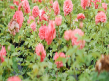 夏季表现也优秀的月季花推荐