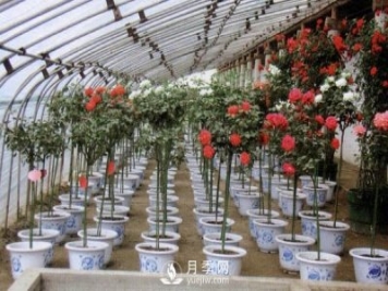 小型树状月季的培养方法