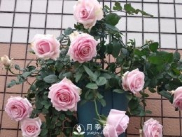 养月季，注意施肥姿势不对，月季不开花，力气还白费！