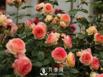 月季十死九个涝，月季浇水的详细教程！