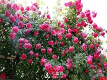藤本月季春花后修剪养护