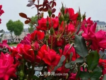 北方地区月季冬季养护技术