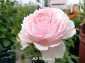 美咲月季，一个惊艳的日本仙女月季品种