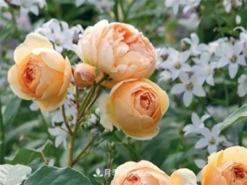 施冬肥，一年中什么时候最适合给月季施肥呢！