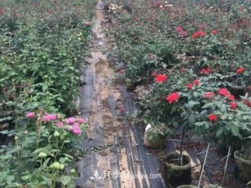 月季容器苗好成活，可如何做好容器苗的育苗