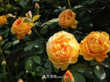 月季施肥用什么肥料好？别乱用不然只长叶不开花