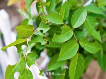 月季遇上切叶蜂，切叶蜂的习性和防治