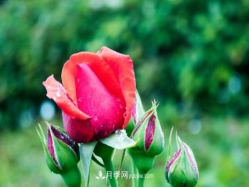 月季到了冬季要不要施肥？