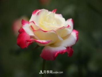 阳台养月季花要注意