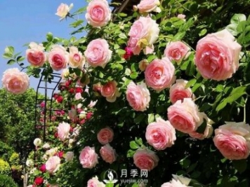 月季花有什么功效与作用？