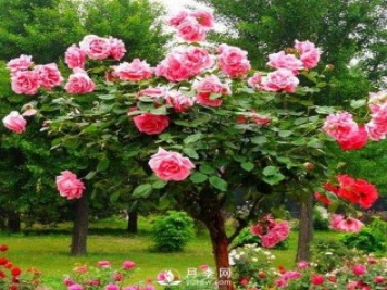 在冬季买月季会比较划算，为什么呢？