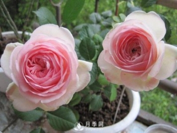 藤本月季的养殖方法