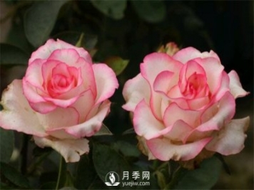 如何掌握大花月季花的习性